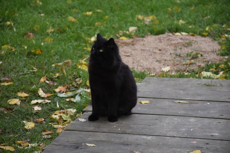 В клубе «Мир добра» прошло дистанционное занятие